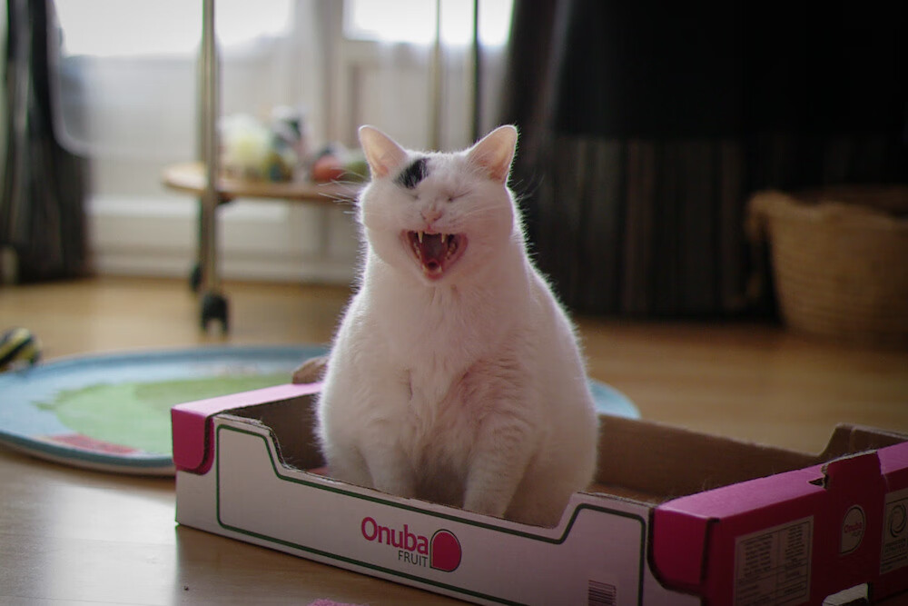 阿尔及利亚在阿拉伯国家锦标赛中大胜卡塔尔 92‑66